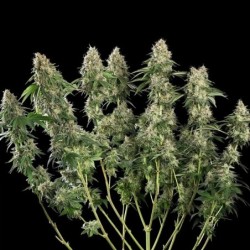 Royal Moby semi cannabis Royal Queen Seeds