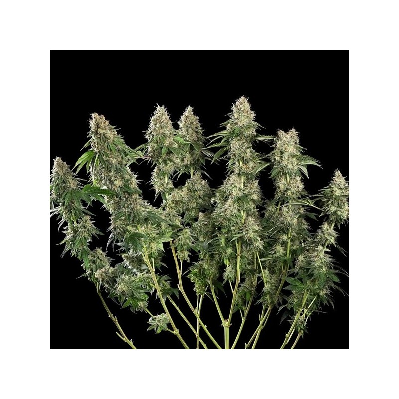 Royal Moby semi cannabis Royal Queen Seeds