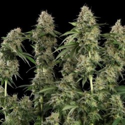 Royal Moby semi cannabis Royal Queen Seeds