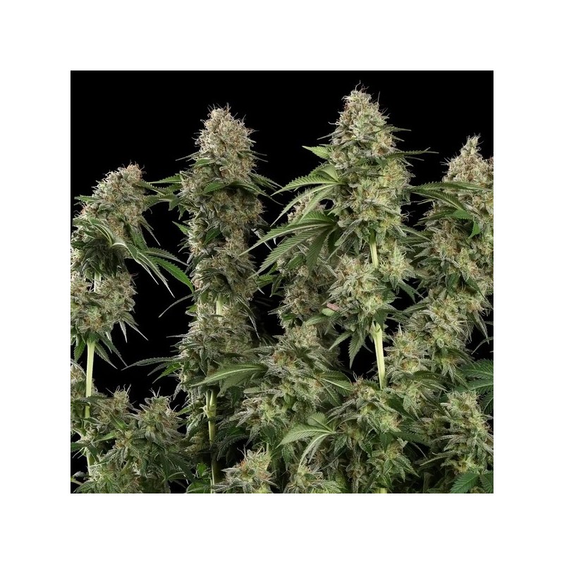 Royal Moby semi cannabis Royal Queen Seeds