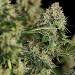 Royal Moby semi cannabis Royal Queen Seeds