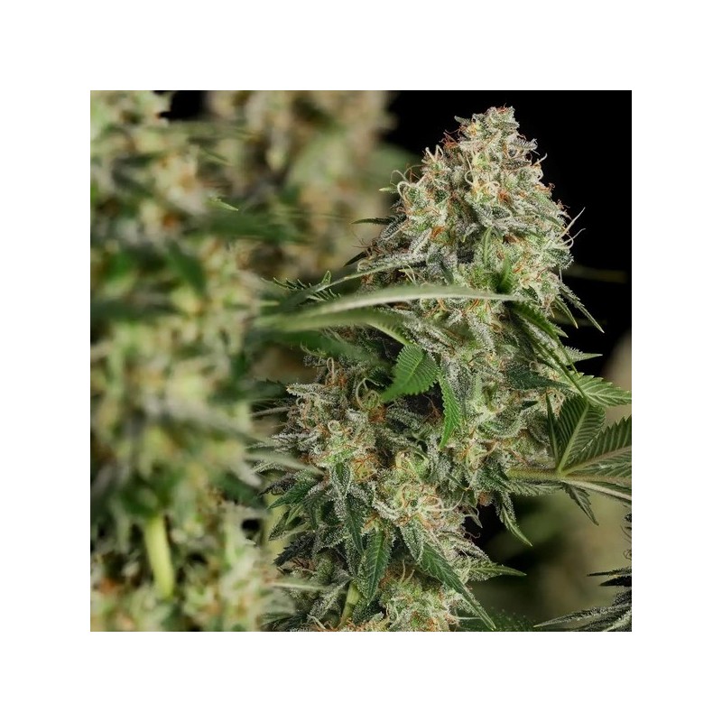 Royal Moby semi cannabis Royal Queen Seeds