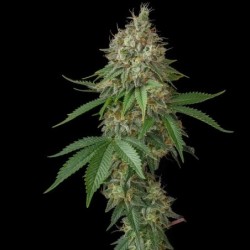 Royal Moby semi cannabis Royal Queen Seeds