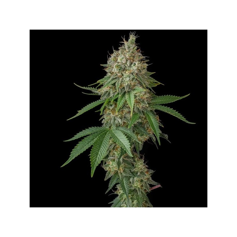 Royal Moby semi cannabis Royal Queen Seeds