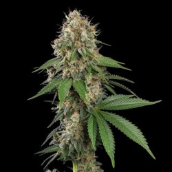 Royal Moby semi cannabis Royal Queen Seeds