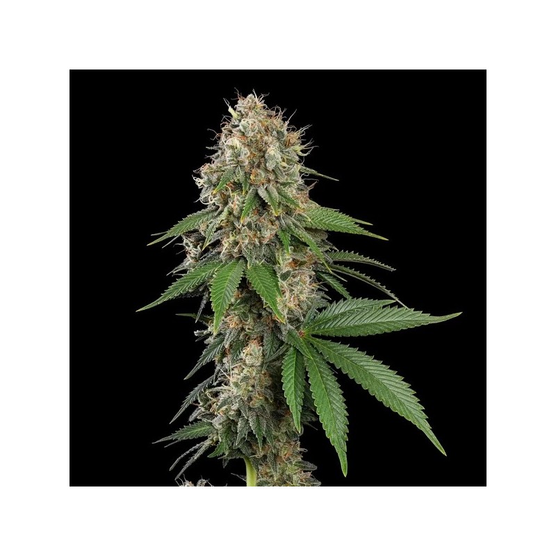 Royal Moby semi cannabis Royal Queen Seeds