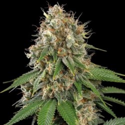 Royal Moby semi cannabis Royal Queen Seeds
