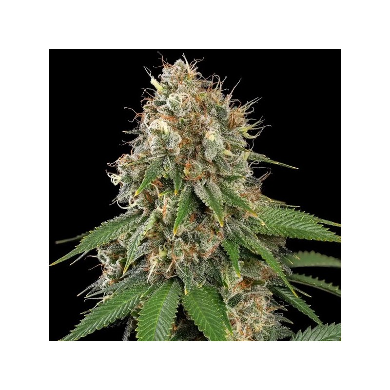 Royal Moby semi cannabis Royal Queen Seeds