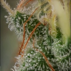 Royal Moby semi cannabis Royal Queen Seeds