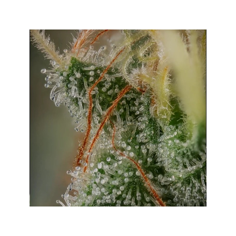 Royal Moby semi cannabis Royal Queen Seeds