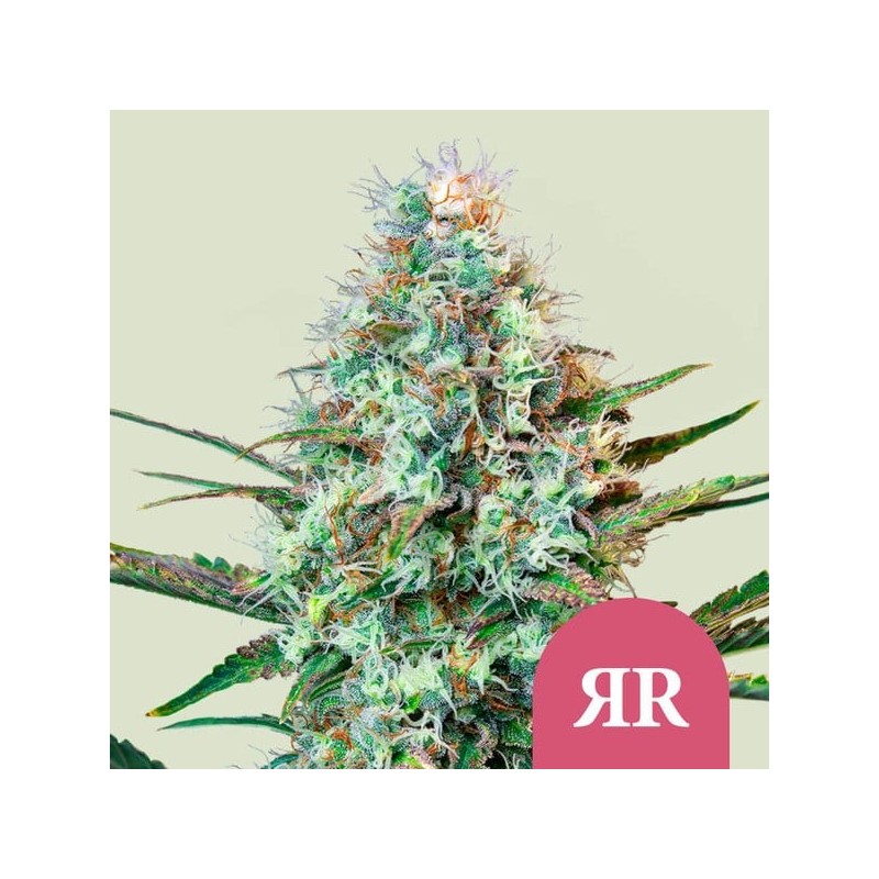Royal Runtz semi cannabis Royal Queen Seeds