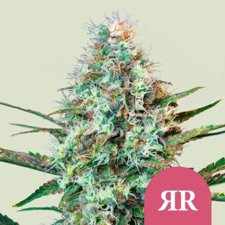 Royal Runtz semi cannabis Royal Queen Seeds