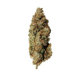 Royal Runtz semi cannabis Royal Queen Seeds