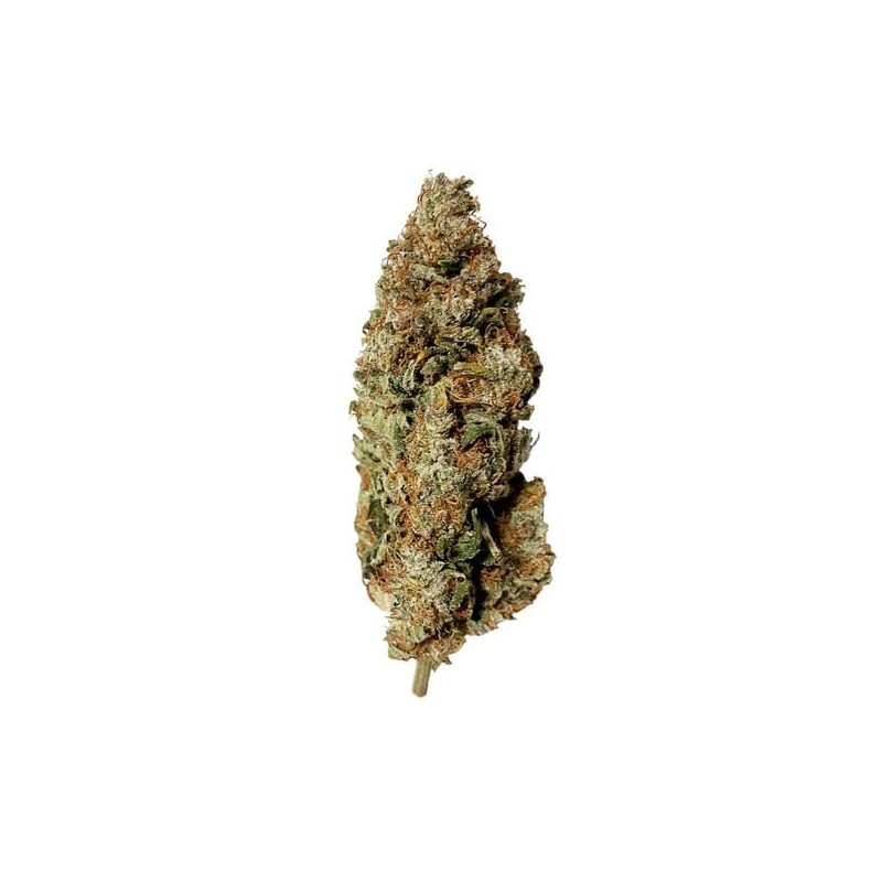 Royal Runtz semi cannabis Royal Queen Seeds