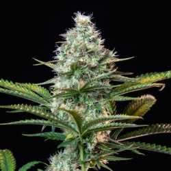 Royal Runtz semi cannabis Royal Queen Seeds
