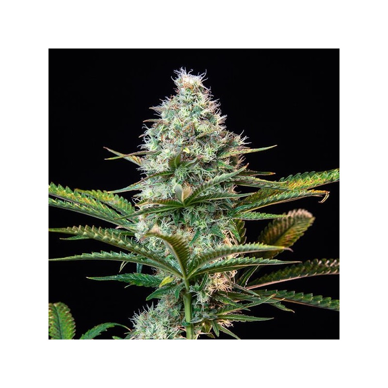 Royal Runtz semi cannabis Royal Queen Seeds
