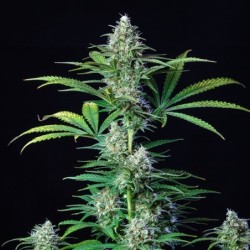 Royal Runtz semi cannabis Royal Queen Seeds