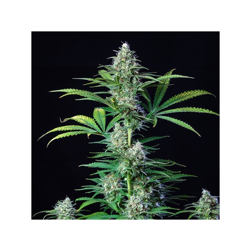 Royal Runtz semi cannabis Royal Queen Seeds