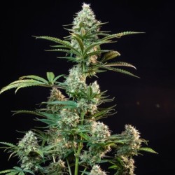 Royal Runtz semi cannabis Royal Queen Seeds