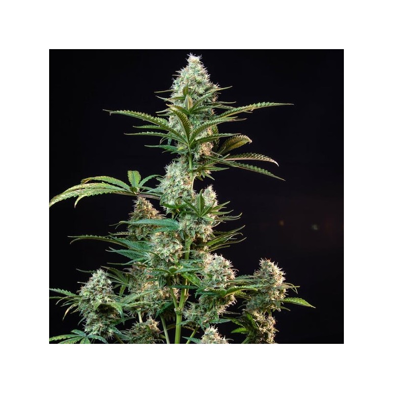 Royal Runtz semi cannabis Royal Queen Seeds