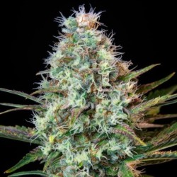 Royal Runtz semi cannabis Royal Queen Seeds
