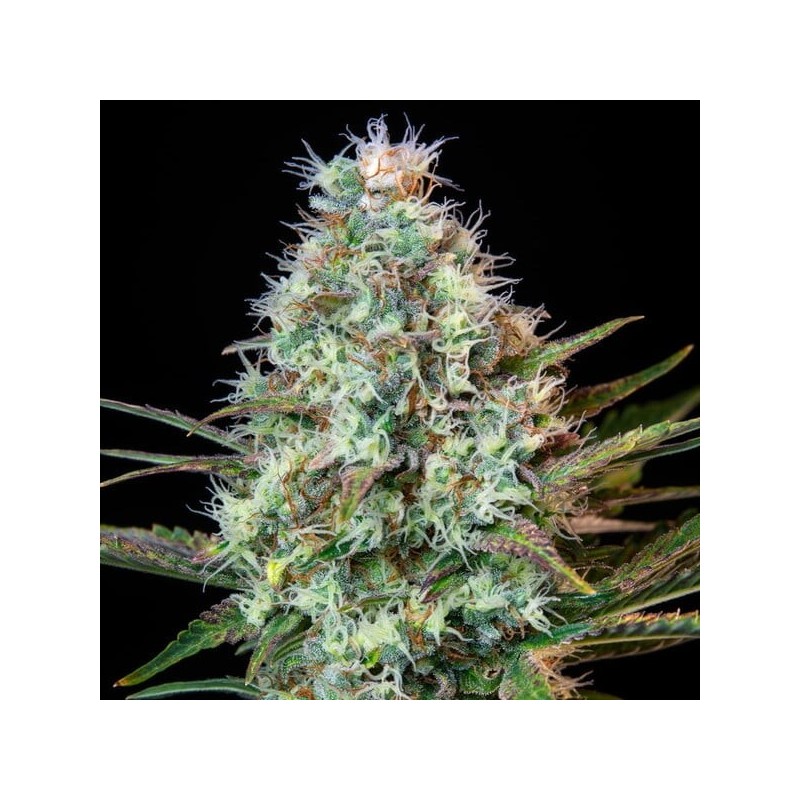Royal Runtz semi cannabis Royal Queen Seeds