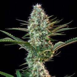 Royal Runtz semi cannabis Royal Queen Seeds
