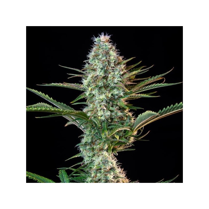 Royal Runtz semi cannabis Royal Queen Seeds