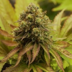 Royal Runtz semi cannabis Royal Queen Seeds