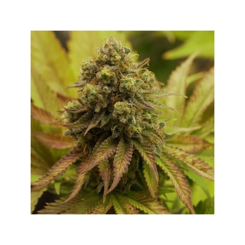 Royal Runtz semi cannabis Royal Queen Seeds