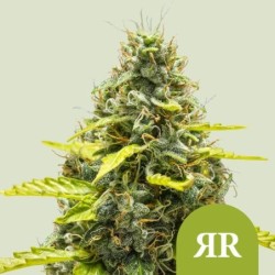 Royal Runtz Auto semi cannabis Royal Queen Seeds