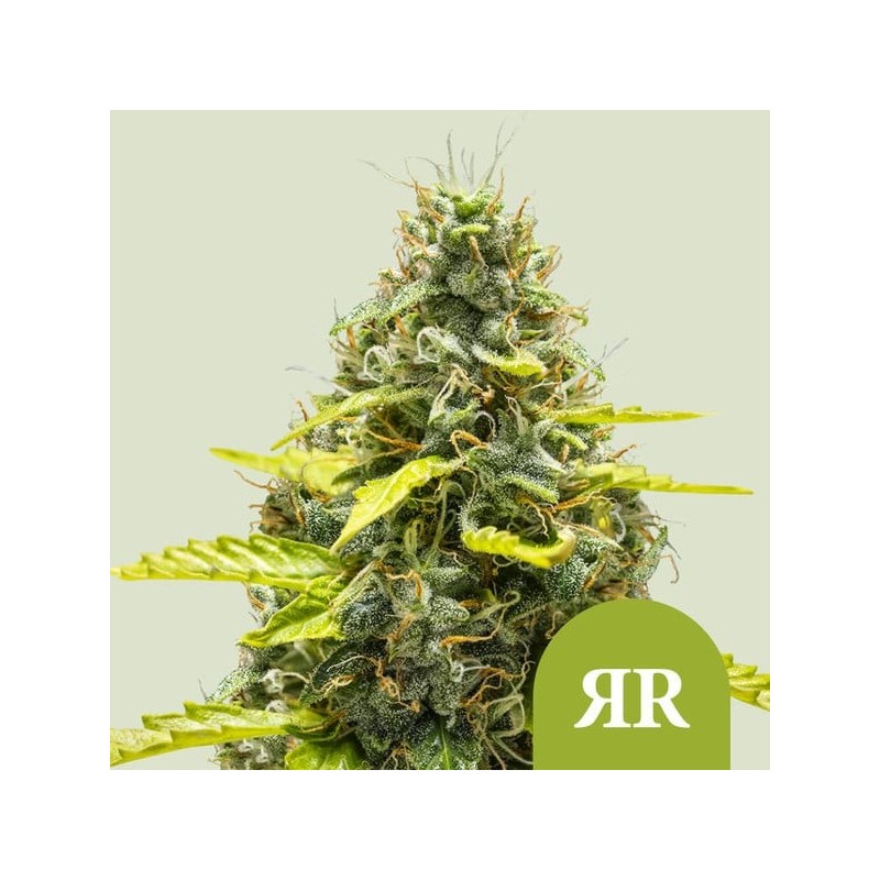 Royal Runtz Auto semi cannabis Royal Queen Seeds