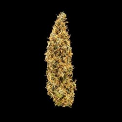 Royal Runtz Auto semi cannabis Royal Queen Seeds