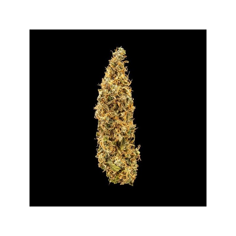 Royal Runtz Auto semi cannabis Royal Queen Seeds