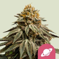 Royal Skywalker semi cannabis Royal Queen Seeds