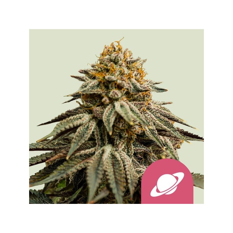 Royal Skywalker semi cannabis Royal Queen Seeds