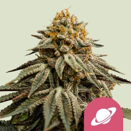 Royal Skywalker semi cannabis Royal Queen Seeds