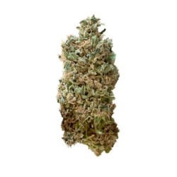Royal Skywalker semi cannabis Royal Queen Seeds