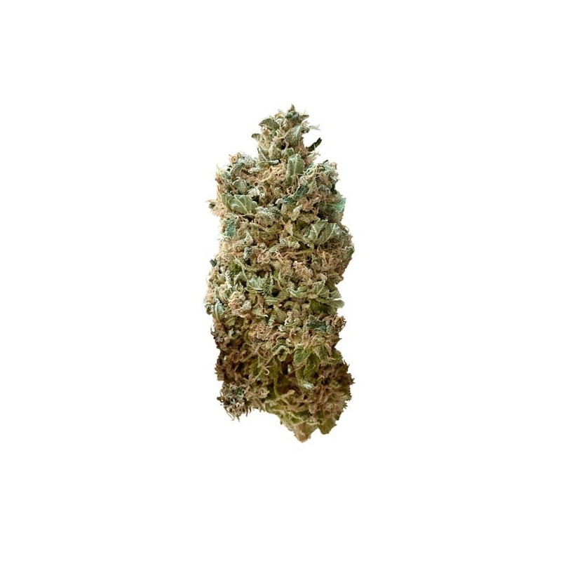 Royal Skywalker semi cannabis Royal Queen Seeds