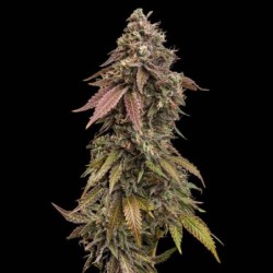 Royal Skywalker semi cannabis Royal Queen Seeds