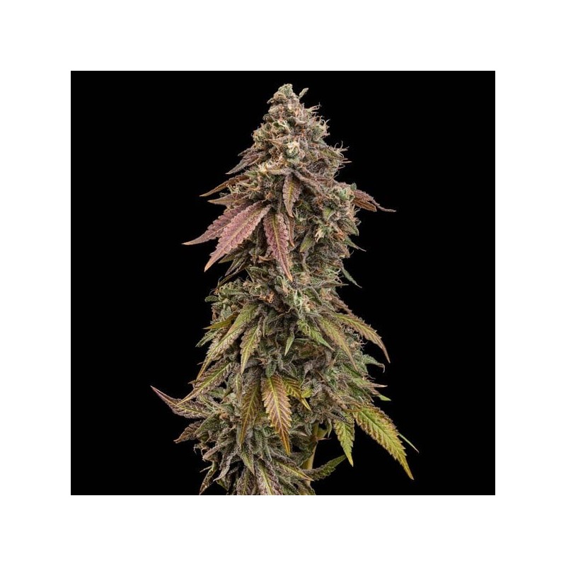 Royal Skywalker semi cannabis Royal Queen Seeds