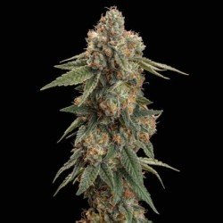 Royal Skywalker semi cannabis Royal Queen Seeds