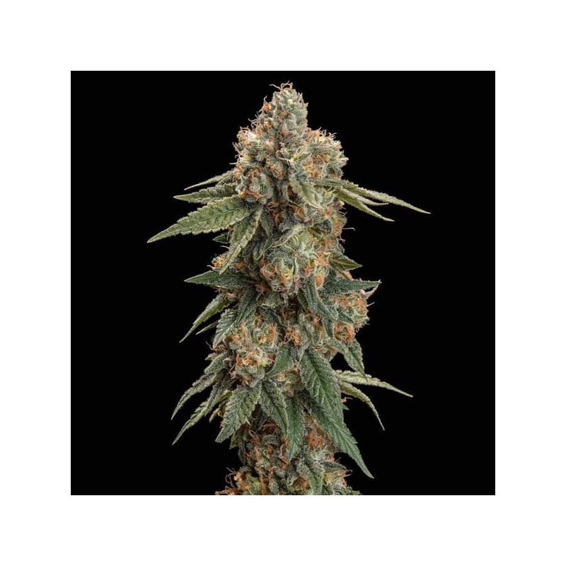 Royal Skywalker semi cannabis Royal Queen Seeds