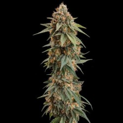 Royal Skywalker semi cannabis Royal Queen Seeds