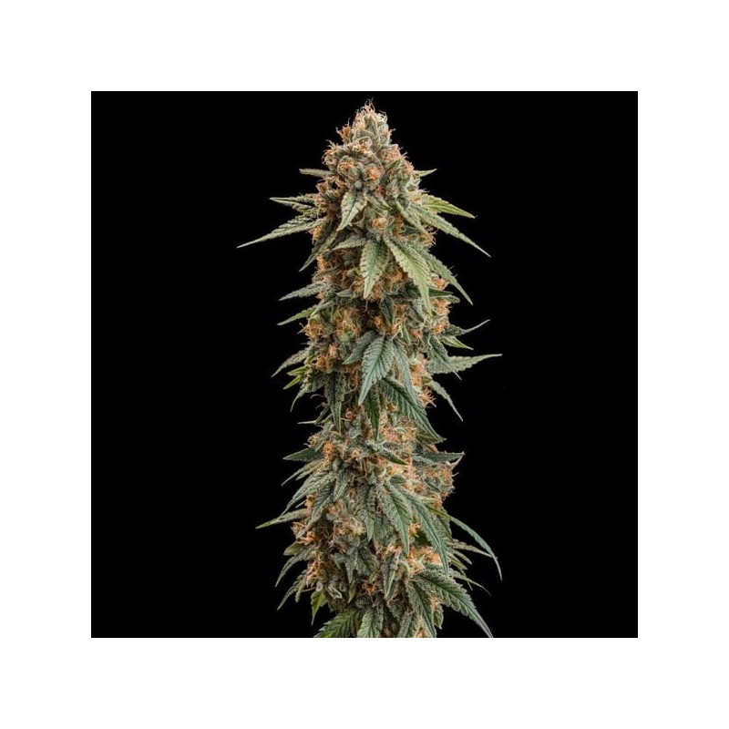 Royal Skywalker semi cannabis Royal Queen Seeds