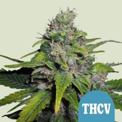 Royal THCV semi cannabis Royal Queen Seeds