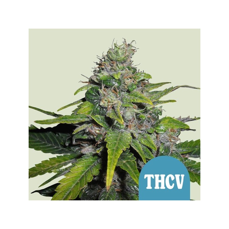 Royal THCV semi cannabis Royal Queen Seeds