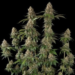 Royal THCV semi cannabis Royal Queen Seeds