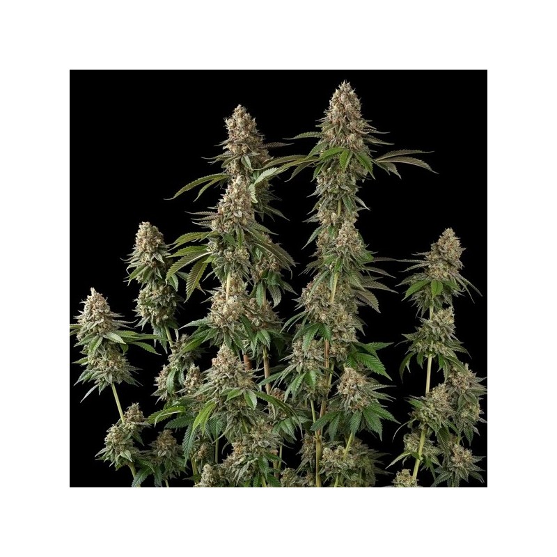 Royal THCV semi cannabis Royal Queen Seeds
