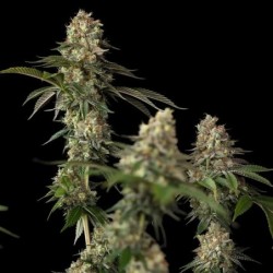 Royal THCV semi cannabis Royal Queen Seeds